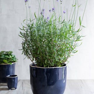 Positano Ink Plant Pot Medium