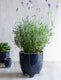 Positano Ink Plant Pot Medium