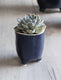 Positano Ink Plant Pot Small