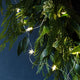Gilded Star String Lights