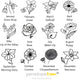 January-December Birth Flower choices