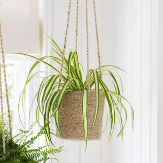 Jute Tall Hanging Pot